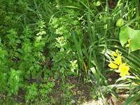 Oregano and day lilies